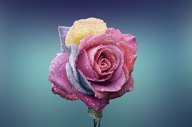 6. Symbolický význam jednotlivých druhů růží a jejich vhodné využití v různých příležitostech